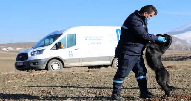 BÜYÜKŞEHİR HAYVAN BARINAĞI’NIN KAPASİTESİNİ ARTIRIYOR